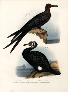 Ave fragata grande, 1864 de German School